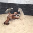 Notlistentome enjoying the sand roll... Notlistentome enjoying the sand roll...